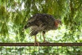 Young turkey chick sitting on the fence