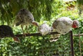 Young turkey chickens sitting on the fence