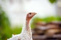 young turkey on a farm Royalty Free Stock Photo