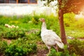 young turkey on a farm