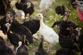 Young turkey on the farm Royalty Free Stock Photo
