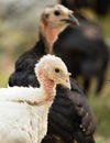 Young turkey on the farm Royalty Free Stock Photo