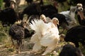 Young turkey on the farm Royalty Free Stock Photo