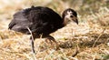 Young turkey on the farm Royalty Free Stock Photo