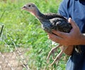 Young Turkey Held by Farmer
