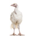 Young Turkey 3 months old, standing against white background Royalty Free Stock Photo