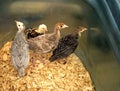 Young turkeys examine a new shelter