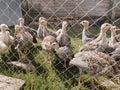 Young turkeys look through the fence net.