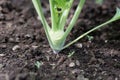 Young turnip cabbage plant in a garden bed Royalty Free Stock Photo