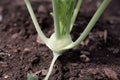 Young turnip cabbage plant in a garden bed Royalty Free Stock Photo