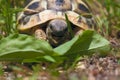 Young turtle Royalty Free Stock Photo