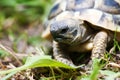 Young turtle Royalty Free Stock Photo