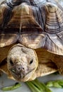 A young turtle is eating a kale leaf and looking at the camera Royalty Free Stock Photo
