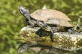 Two turtles sunbathing Royalty Free Stock Photo