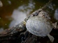 The young turtle on the old wood in the pond Royalty Free Stock Photo