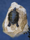 Young turtle rest on rock in pond Royalty Free Stock Photo