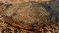 Young Turtle In It's Shell Royalty Free Stock Photo