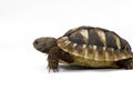 Young turtle on a white background