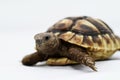 Young turtle on a white background