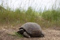 Young turtle Royalty Free Stock Photo