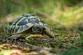 young turtles from the wild nature Royalty Free Stock Photo