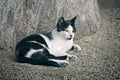 Young Tuxedo Cat lying outdoors.