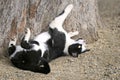 Young Tuxedo Cat relaxing outdoors.