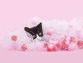 Young Tuxedo Kitten hiding inside of pink Tulle material, pink background Royalty Free Stock Photo