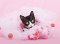 Young Tuxedo Kitten hiding inside of pink Tulle material, pink background Royalty Free Stock Photo