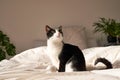 A young tuxedo kitten sits on the bed in natural light looking curious