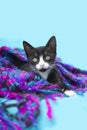 Young Tuxedo Kitten Wrapped up in a blue and purple blanket, blue background