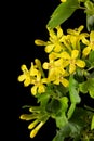 Young twig of black curran with flowers and foliaget, isolated on black background