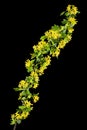 Young twig of black curran with flowers and foliaget, isolated on black background