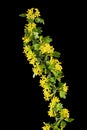 Young twig of black curran with flowers and foliaget, isolated on black background