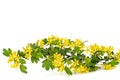 Young twig of black curran with flowers and foliaget, isolated on white background