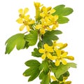 Young twig of black curran with flowers and foliaget, isolated on white background