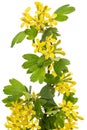 Young twig of black curran with flowers and foliaget, isolated on white background