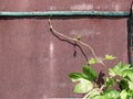 Young twig of grapes with a curly stem on the backdrop of a brown metal wall