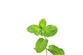Young twig with mint leaves isolated on white background.