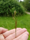 Young twig of plant held in hand