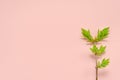 Young twig of a tree with spring young fresh leaves on a pink background with place for text. Spring concept of nature