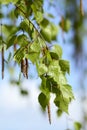 Young twigs of birch with catkins Royalty Free Stock Photo