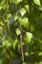 Young twigs of birch with catkins Royalty Free Stock Photo