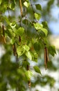 Young twigs of birch with catkins Royalty Free Stock Photo
