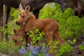 Young Twin Moose Royalty Free Stock Photo