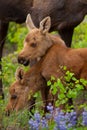 Young Twin Moose Royalty Free Stock Photo