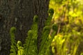 Young fern leaves in the forest Royalty Free Stock Photo