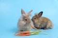 Young two cute brown easter bunny rabbit eatting carrots on blue background