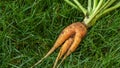 Young ugly carrots lie on the green grass