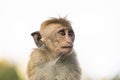 Young, ugly looking Macaque Monkey, Kandy, Sri Lanka